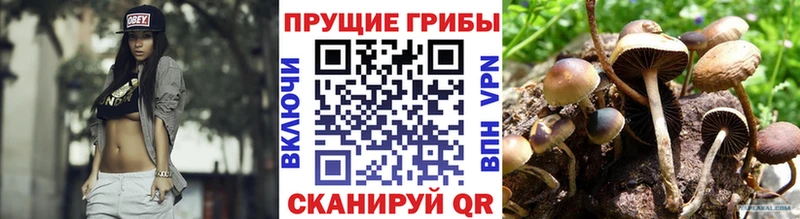 Псилоцибиновые грибы Psilocybine cubensis  Бобров 